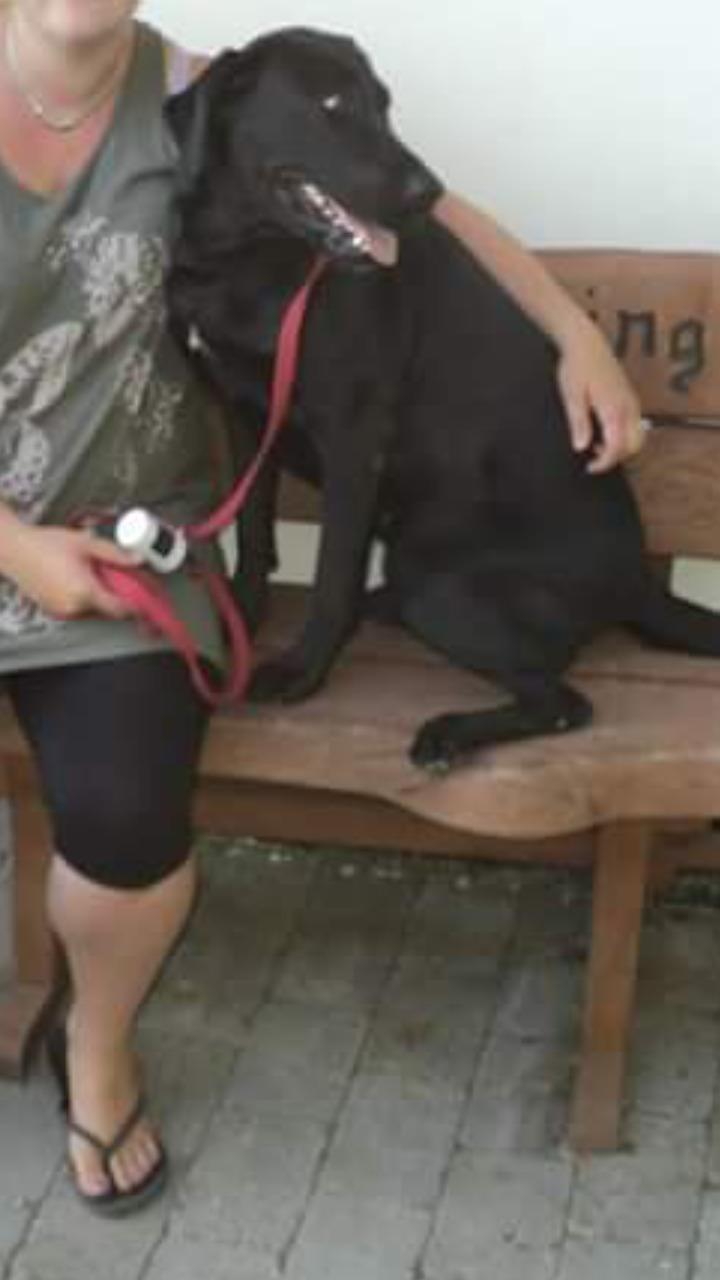 Labrador retriever uzo billede 8