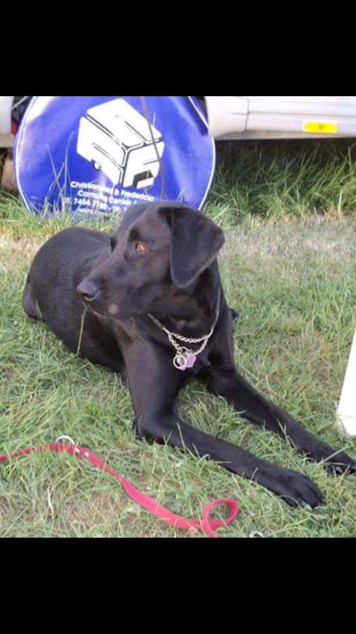 Labrador retriever uzo billede 9
