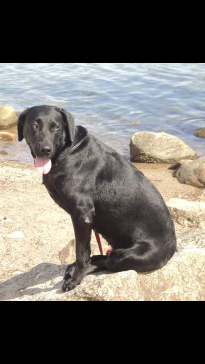 Labrador retriever uzo billede 10