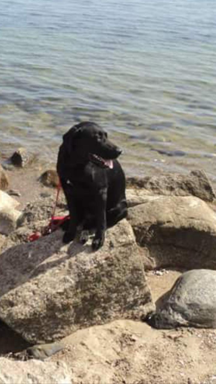 Labrador retriever uzo billede 11
