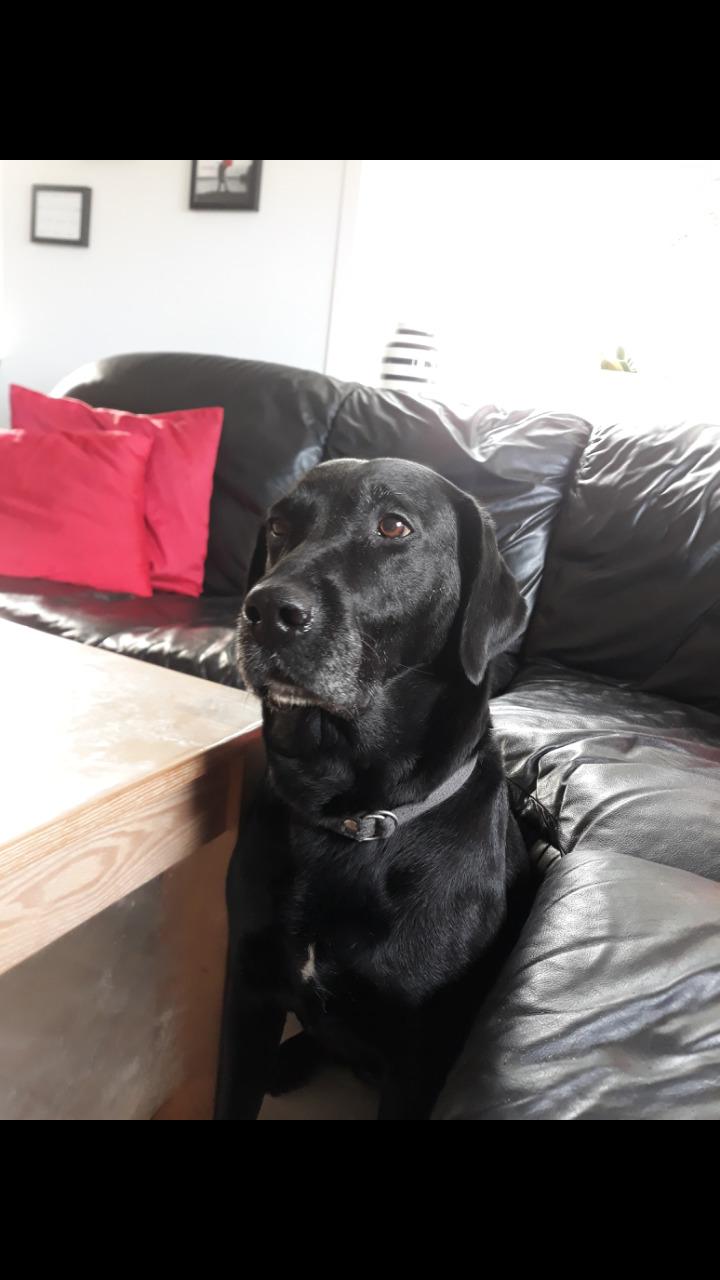 Labrador retriever uzo billede 13