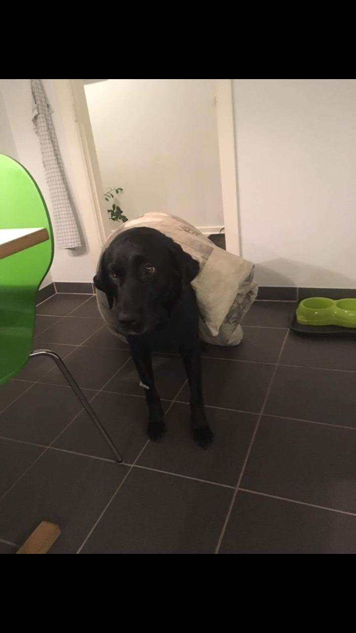Labrador retriever uzo billede 14