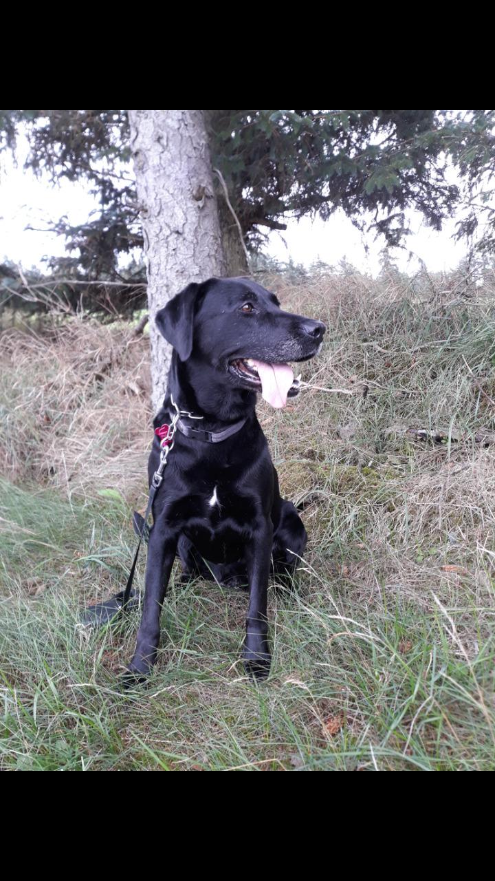 Labrador retriever uzo billede 16