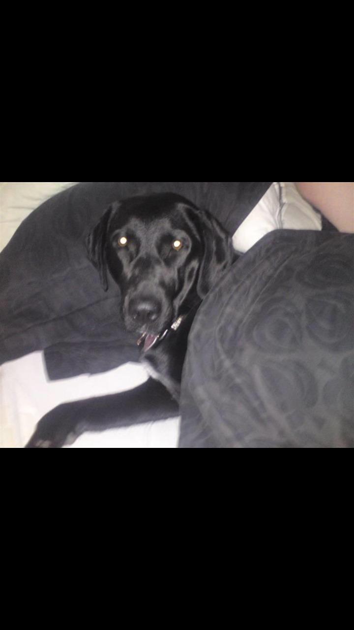 Labrador retriever uzo billede 17
