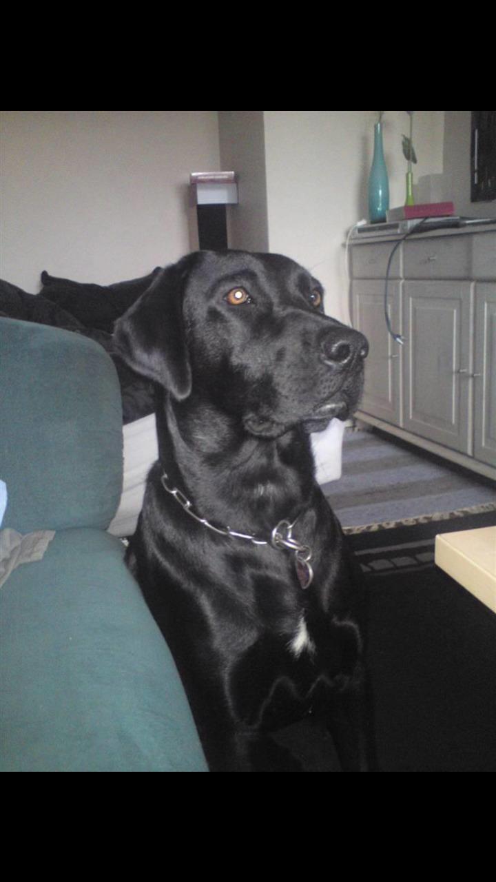 Labrador retriever uzo billede 18