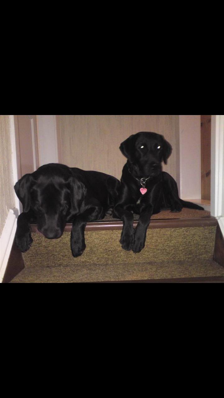 Labrador retriever uzo billede 19