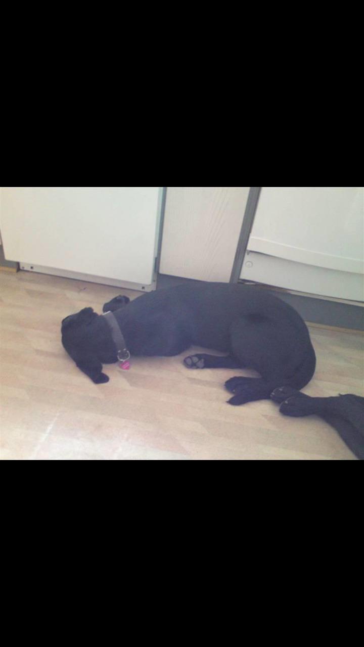 Labrador retriever uzo billede 20