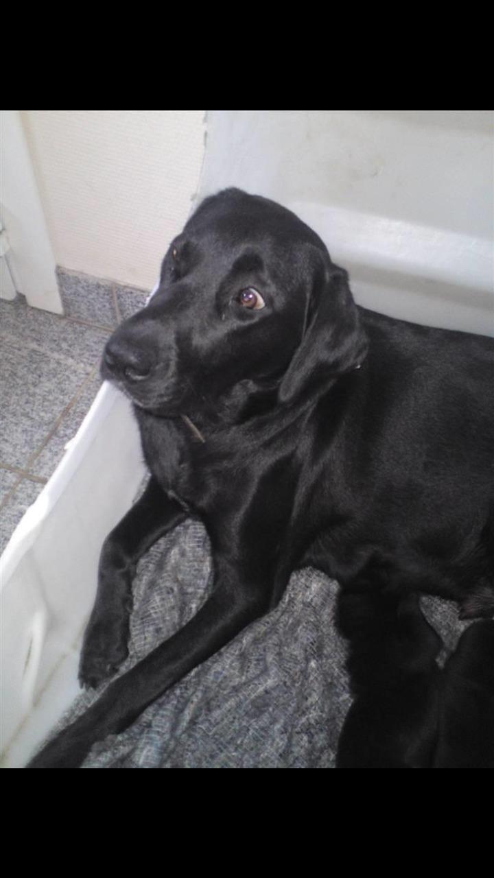 Labrador retriever uzo billede 21
