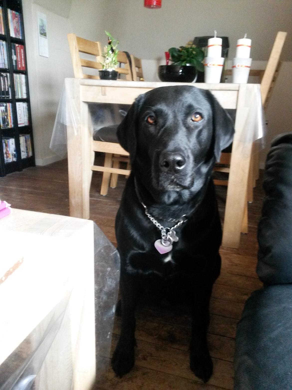 Labrador retriever uzo billede 22