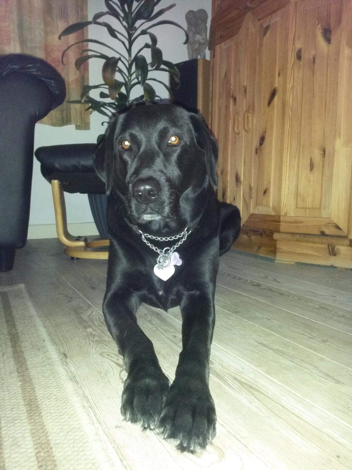 Labrador retriever uzo billede 23