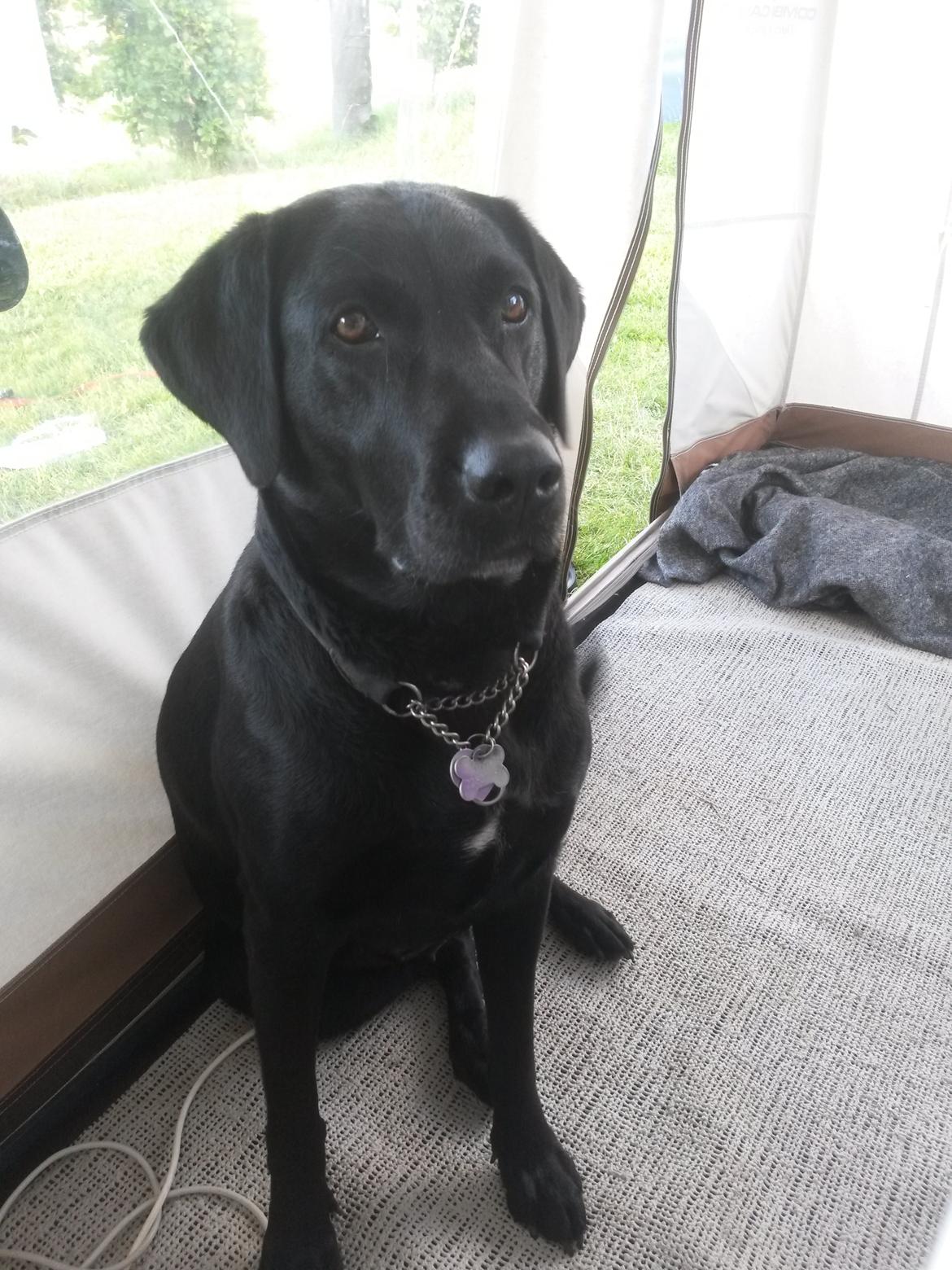 Labrador retriever uzo billede 24