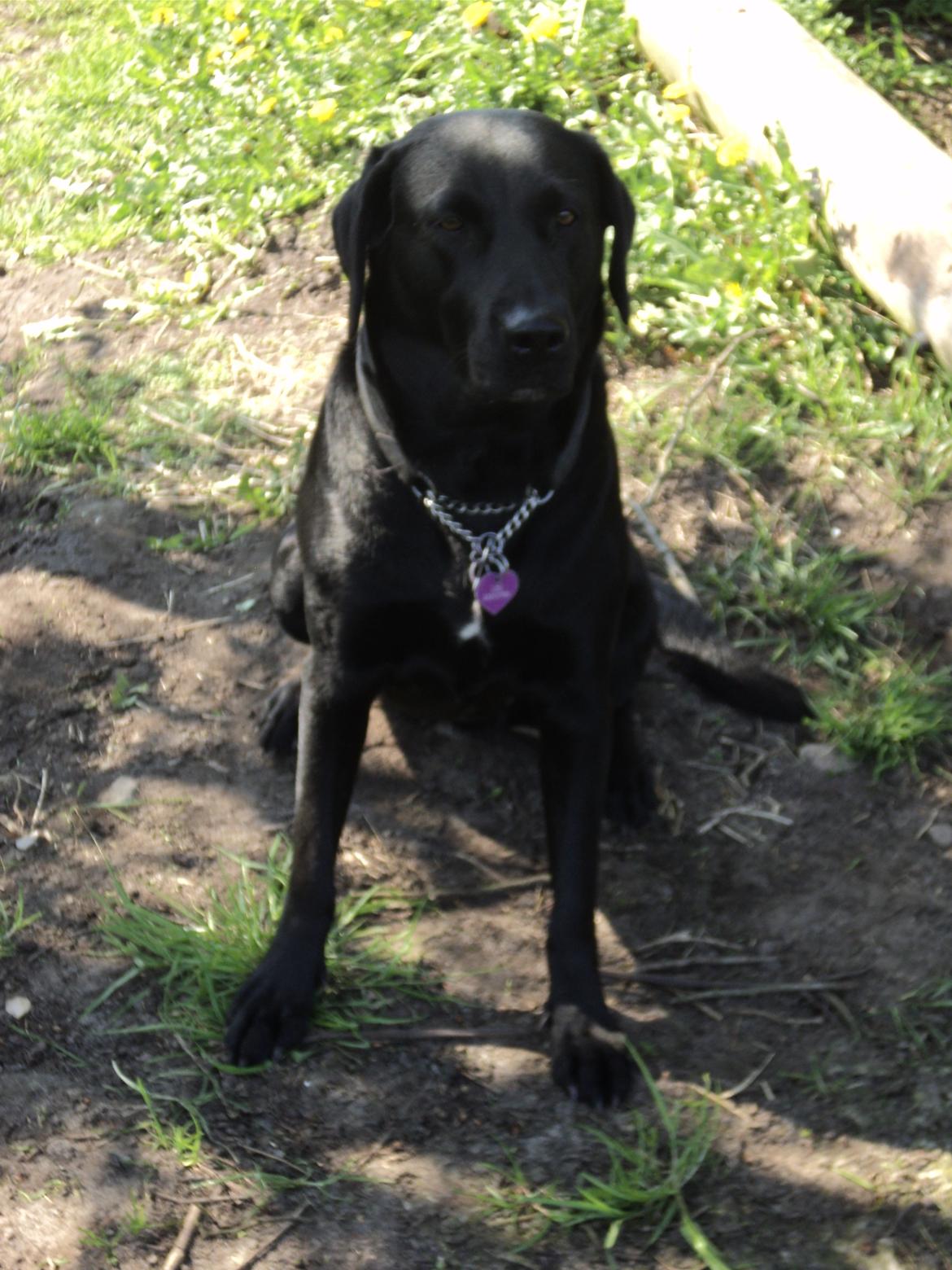 Labrador retriever uzo billede 25