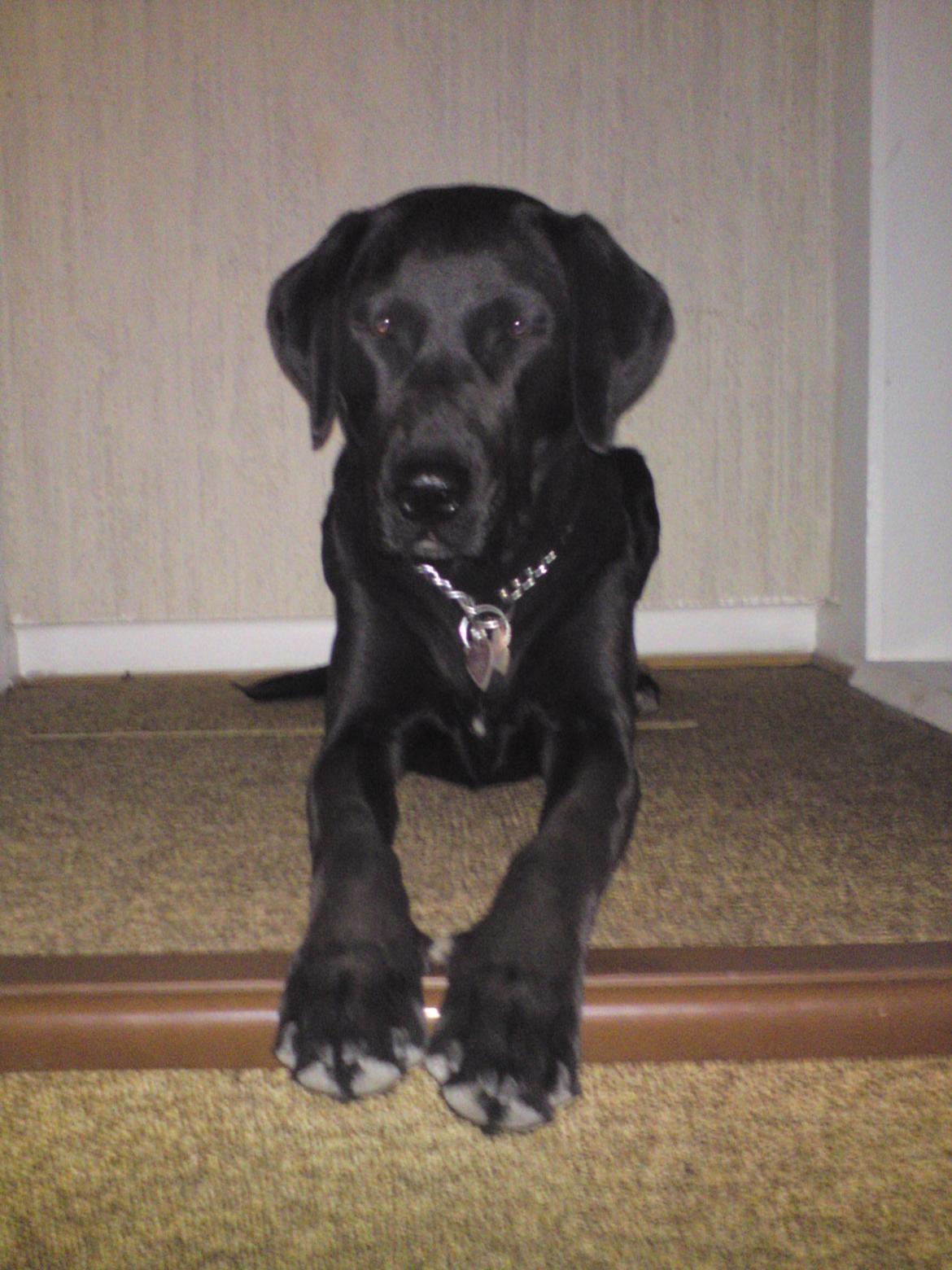 Labrador retriever uzo billede 26