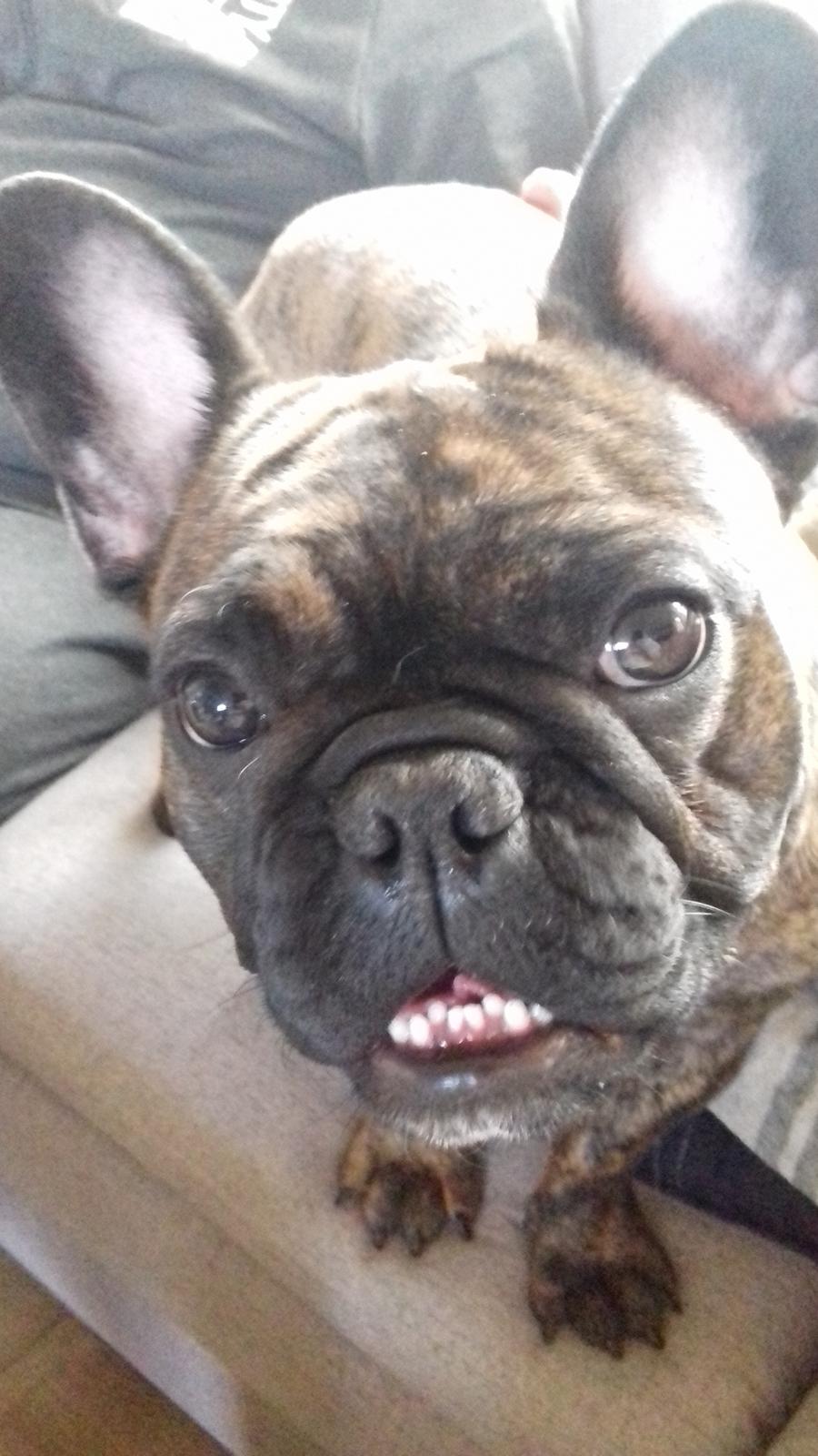 Fransk bulldog Frida billede 5