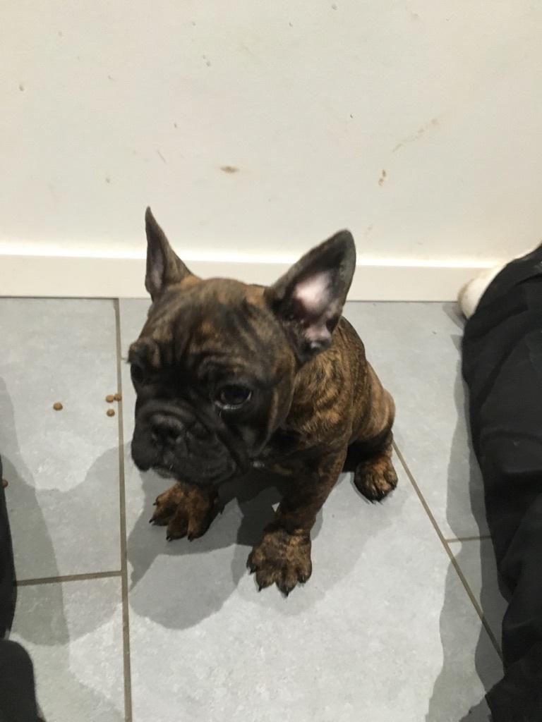 Fransk bulldog Frida billede 7