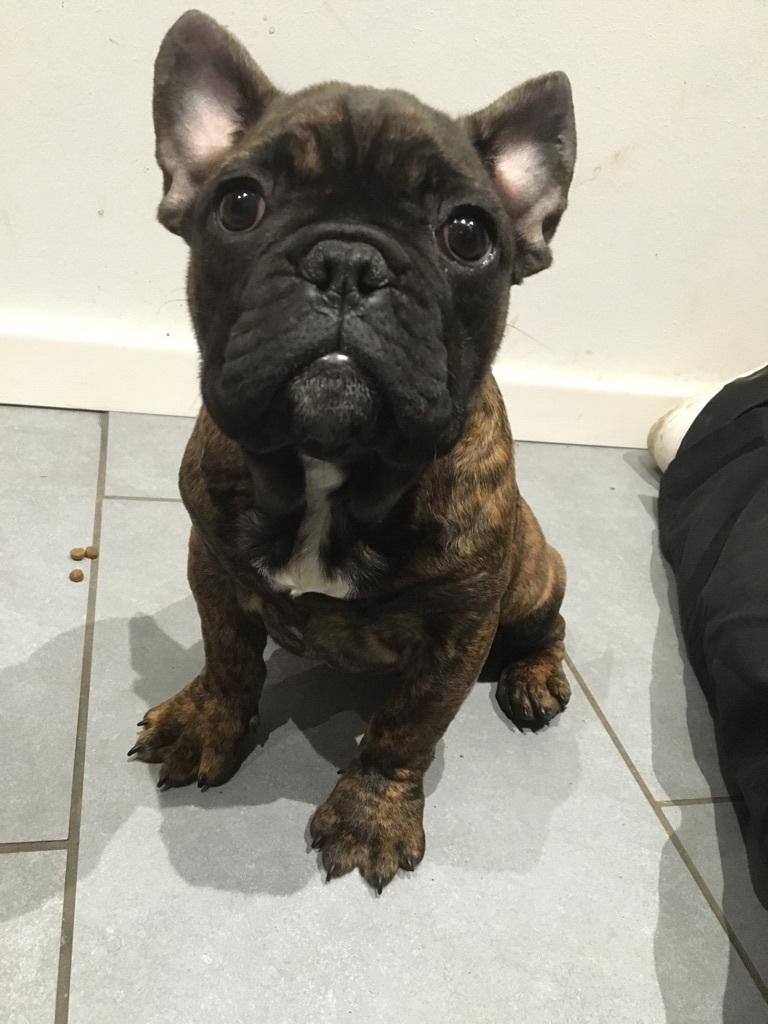 Fransk bulldog Frida billede 8