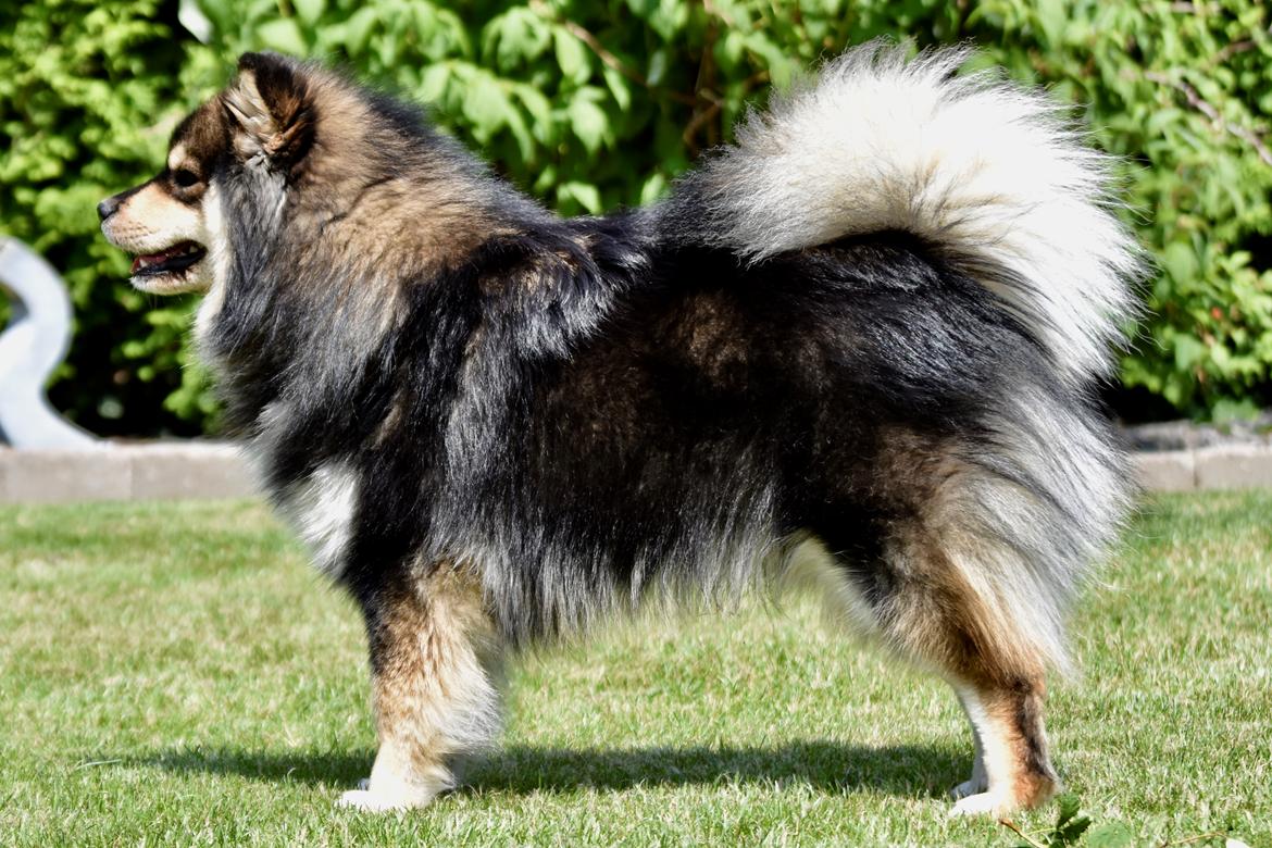 Finsk lapphund Eli billede 14