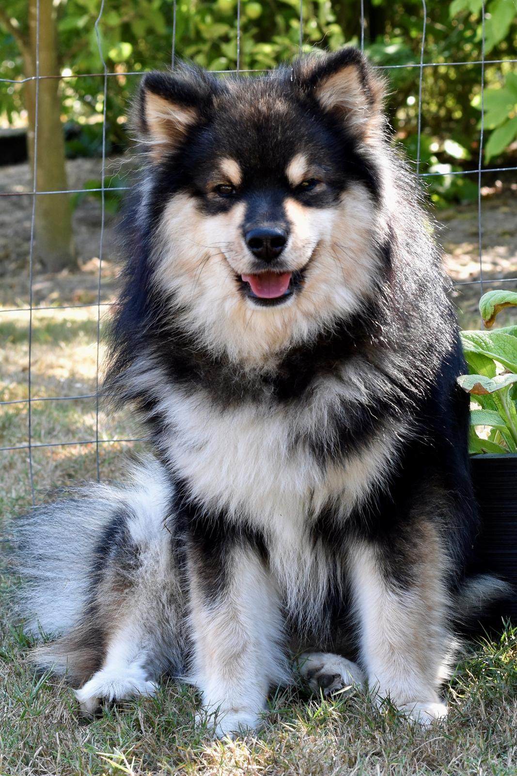 Finsk lapphund Eli billede 13
