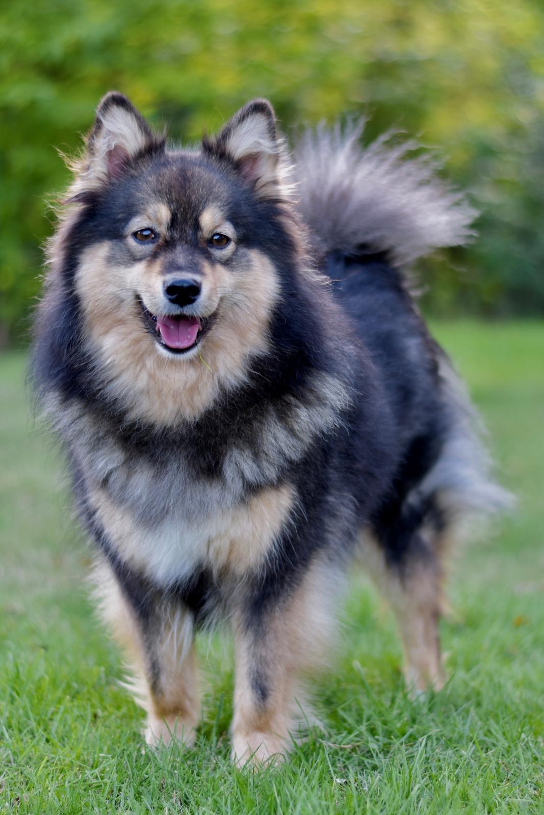 Finsk lapphund Silke  billede 7