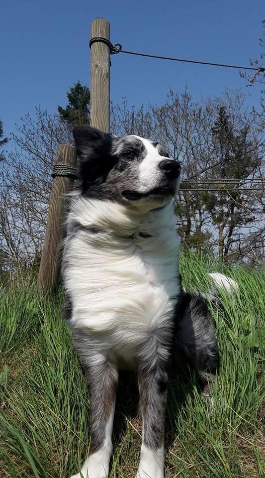 Australian shepherd Pepper billede 24