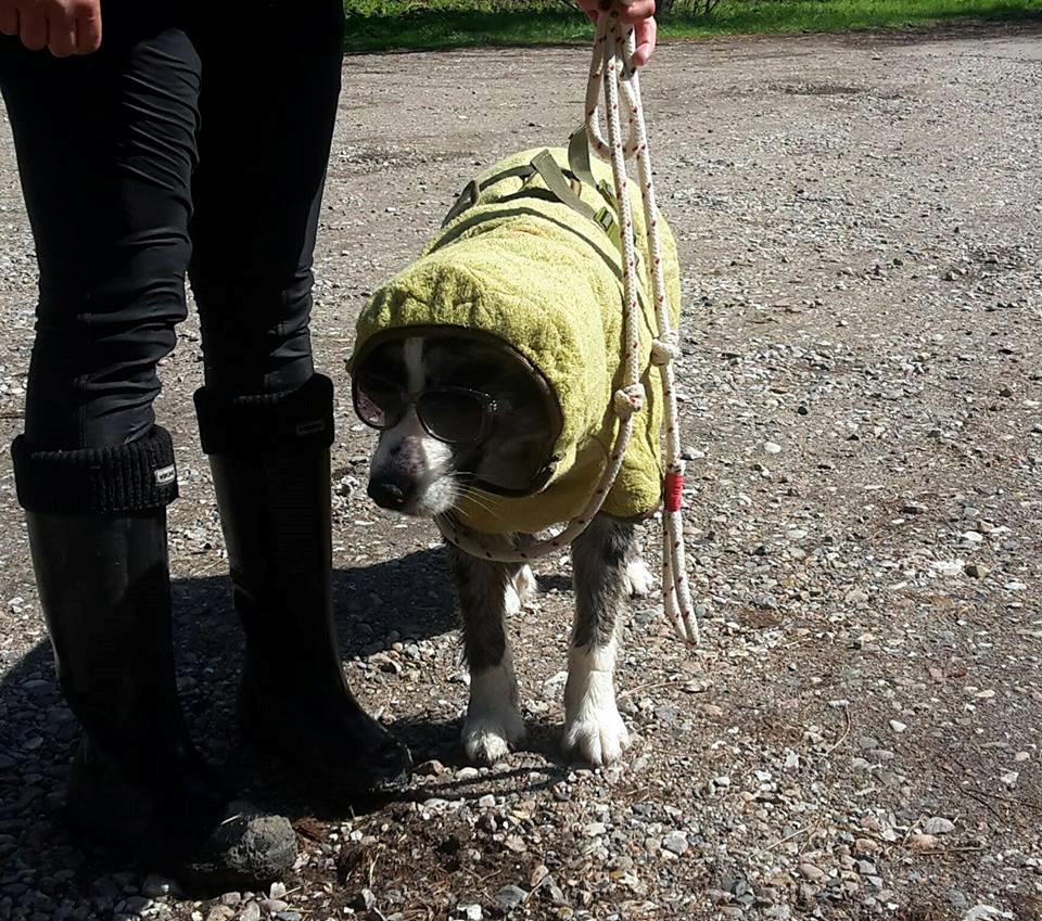 Australian shepherd Pepper billede 2