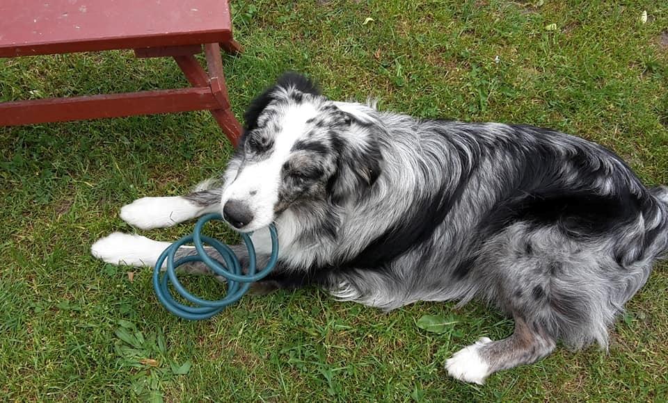 Australian shepherd Pepper billede 25