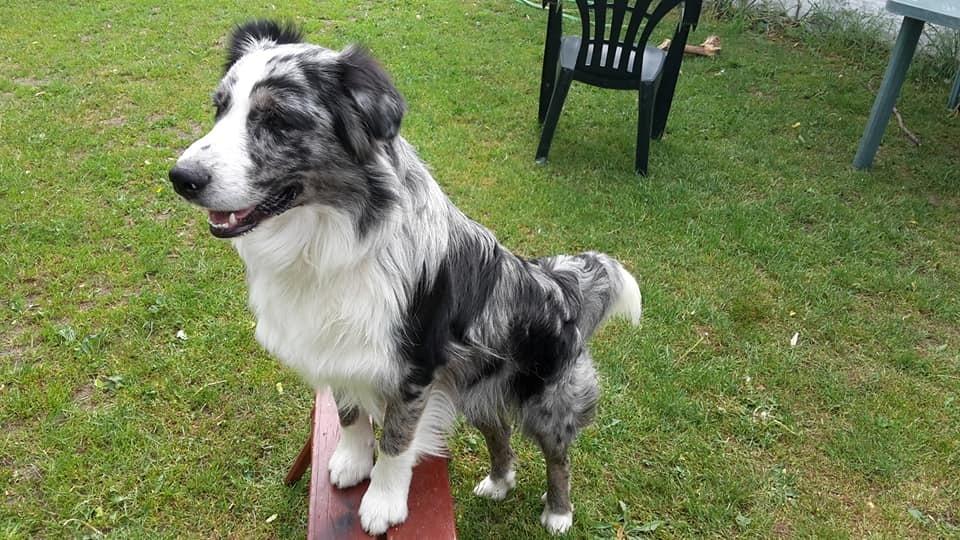 Australian shepherd Pepper billede 26