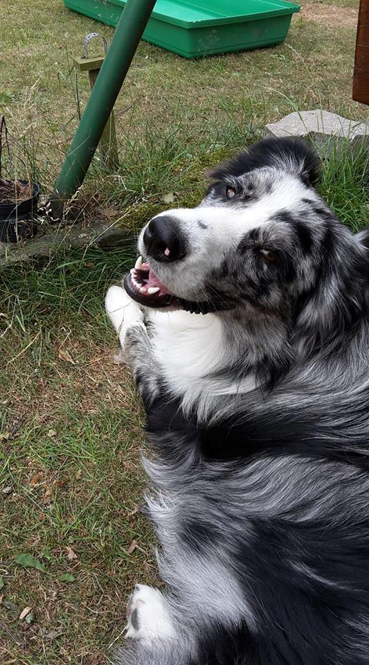 Australian shepherd Pepper billede 28