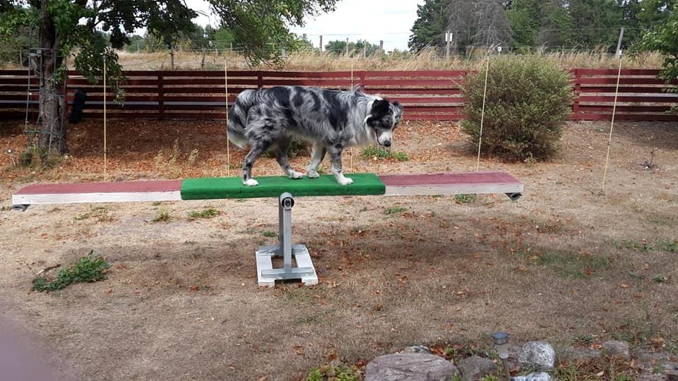 Australian shepherd Pepper billede 29
