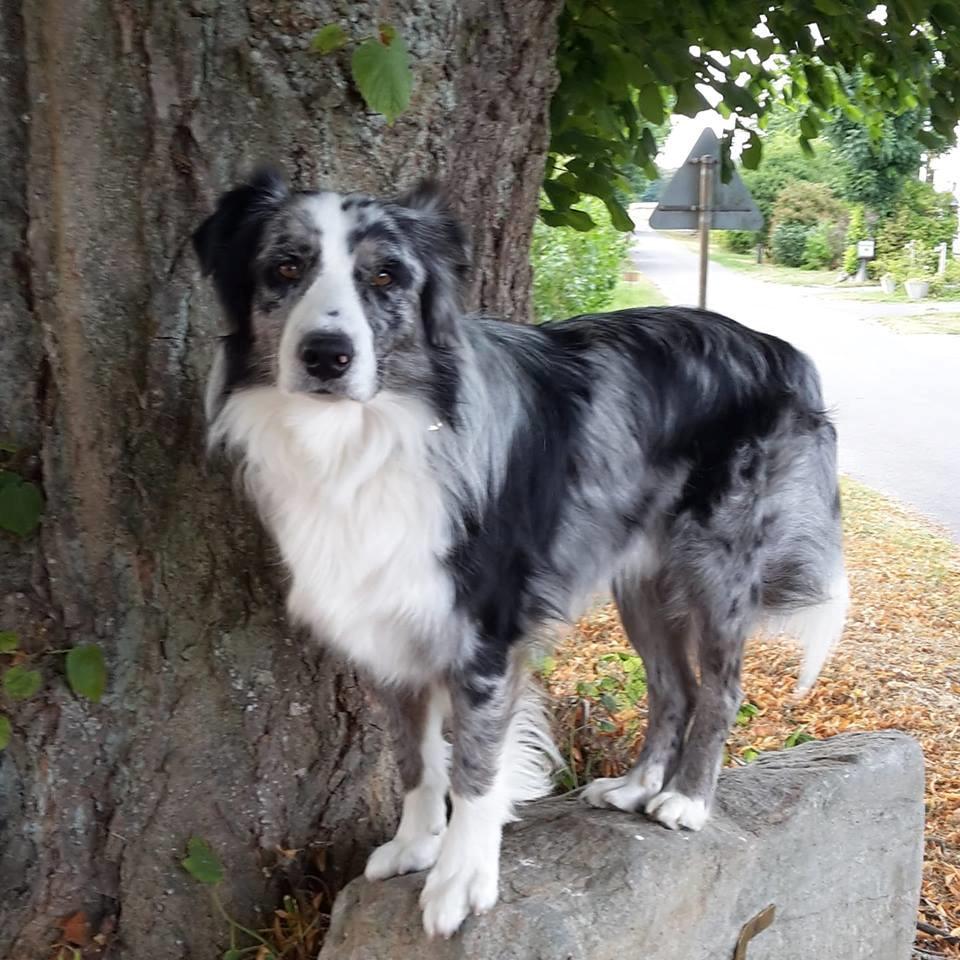 Australian shepherd Pepper billede 30