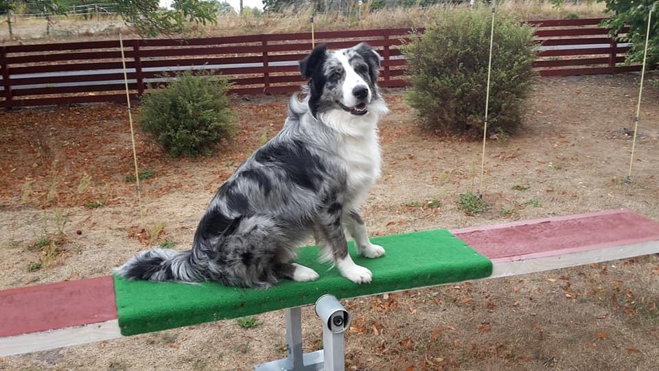 Australian shepherd Pepper billede 1