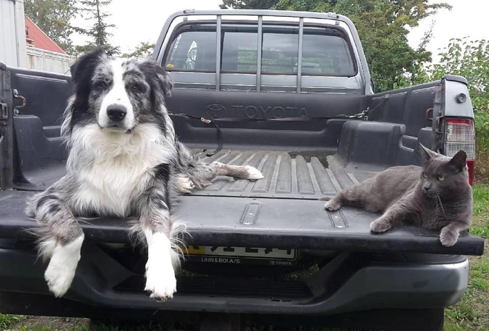 Australian shepherd Pepper billede 3