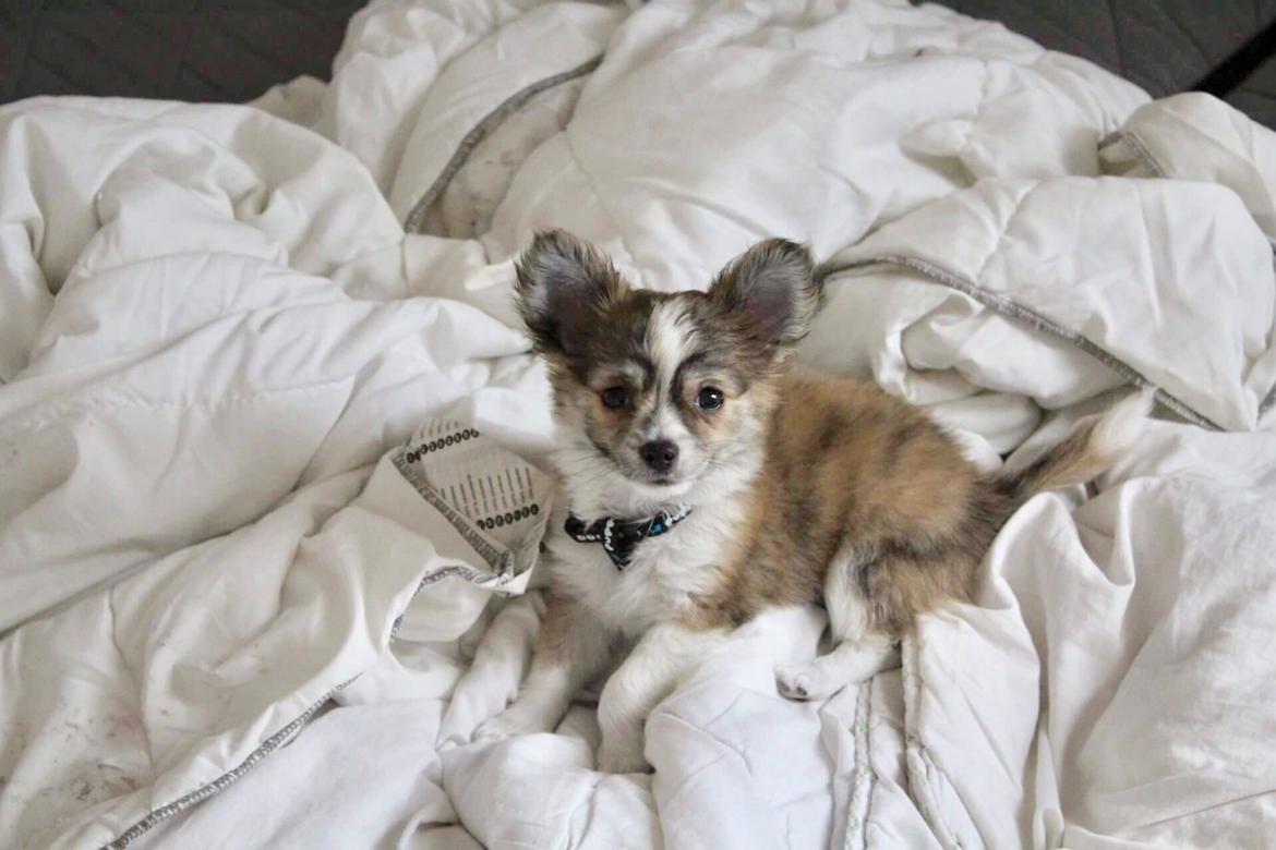 Chihuahua Milo billede 1