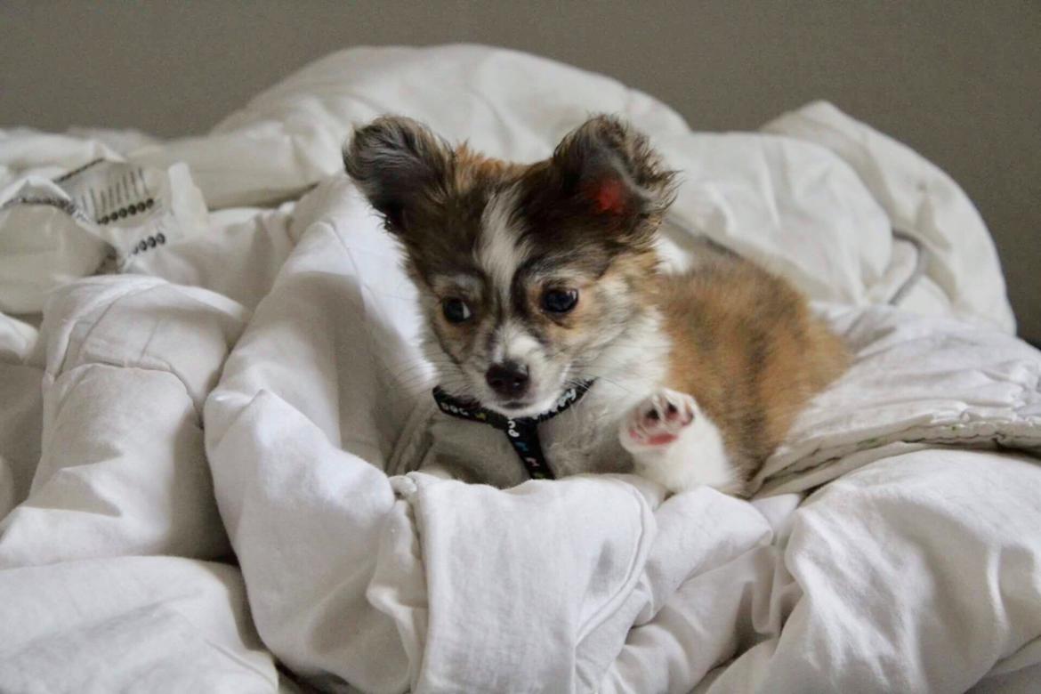 Chihuahua Milo billede 3