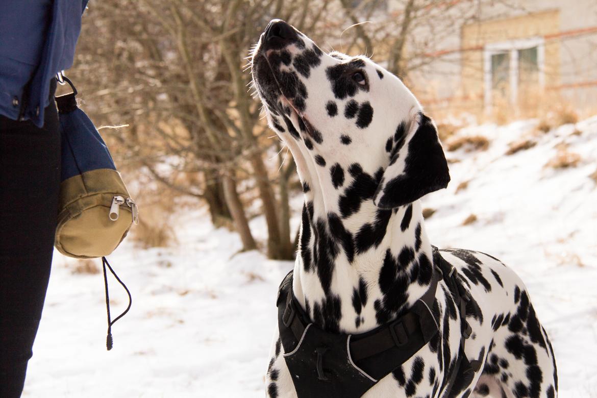 Dalmatiner Dexter (Tre Falke's Eiko) billede 2