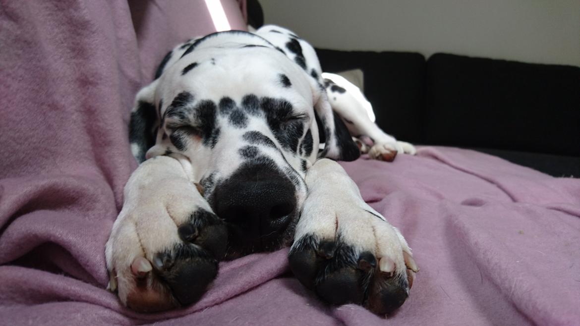 Dalmatiner Dexter (Tre Falke's Eiko) billede 12