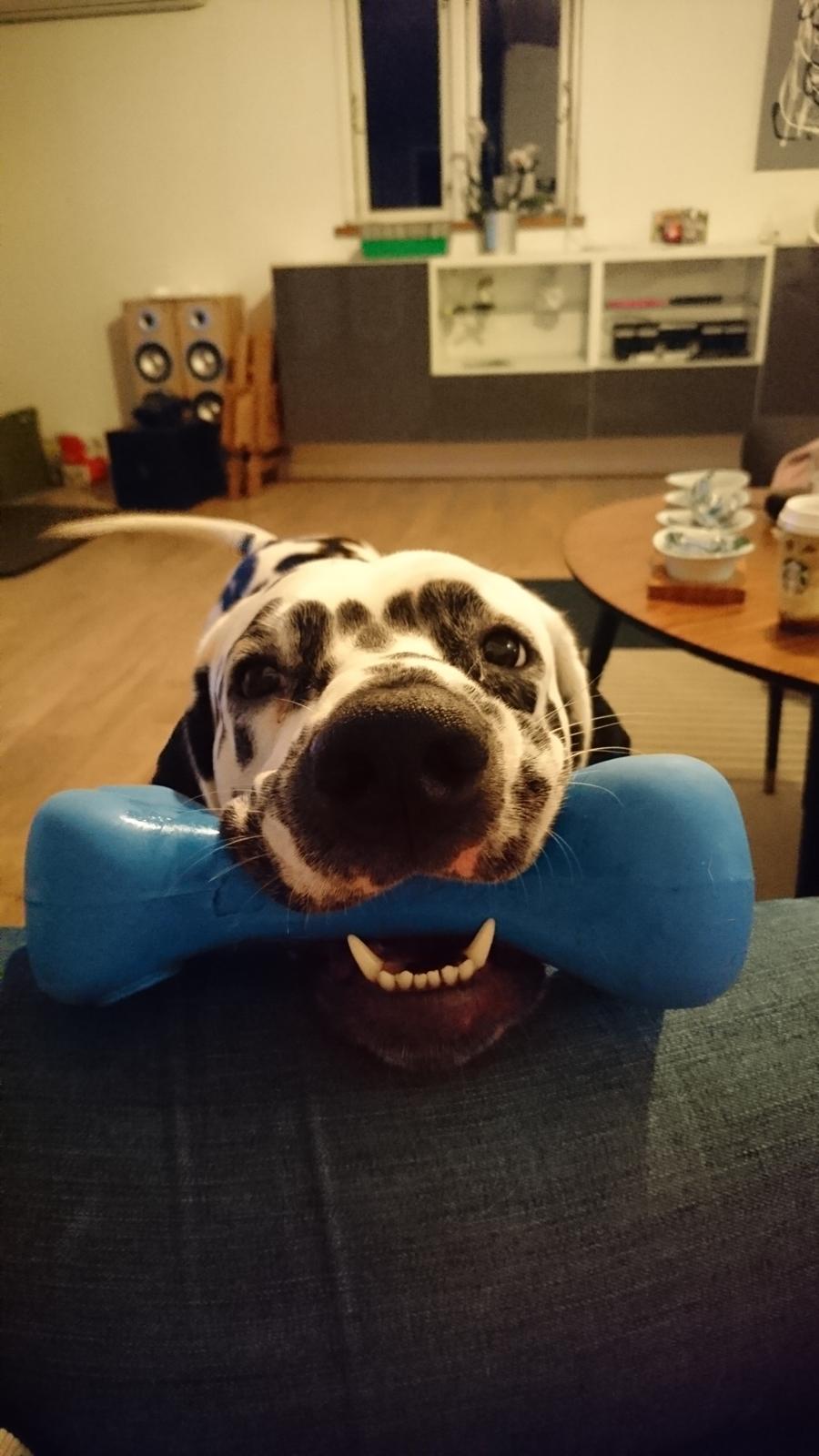 Dalmatiner Dexter (Tre Falke's Eiko) billede 16