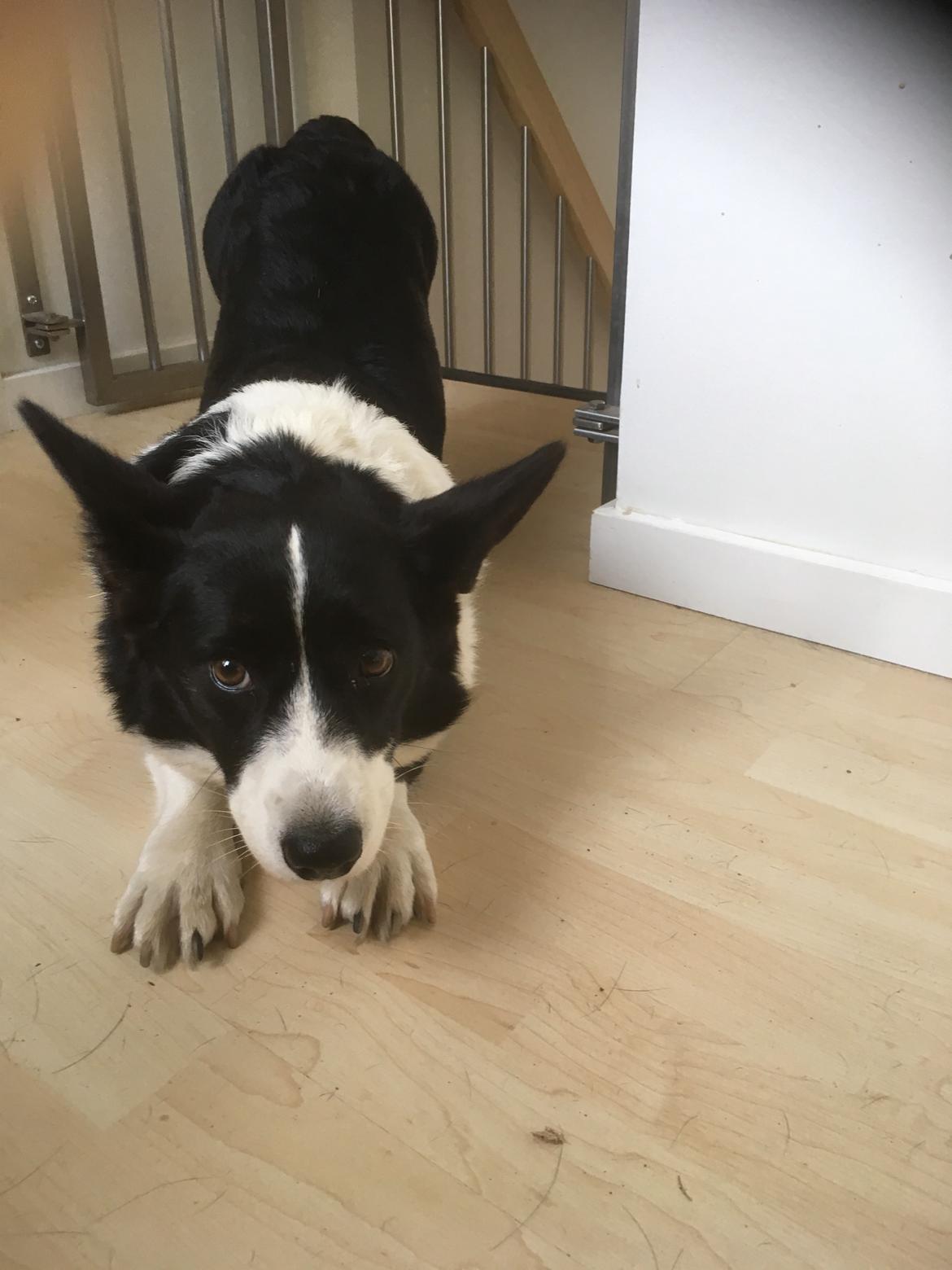 Welsh corgi cardigan Blondie's U 4 Ever  billede 47