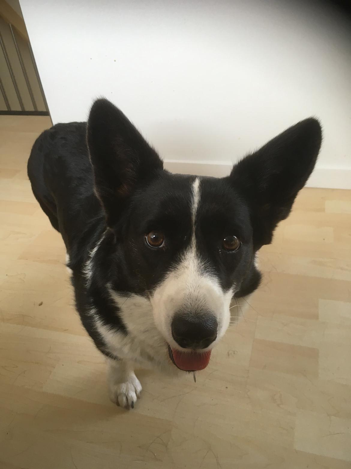 Welsh corgi cardigan Blondie's U 4 Ever  billede 48