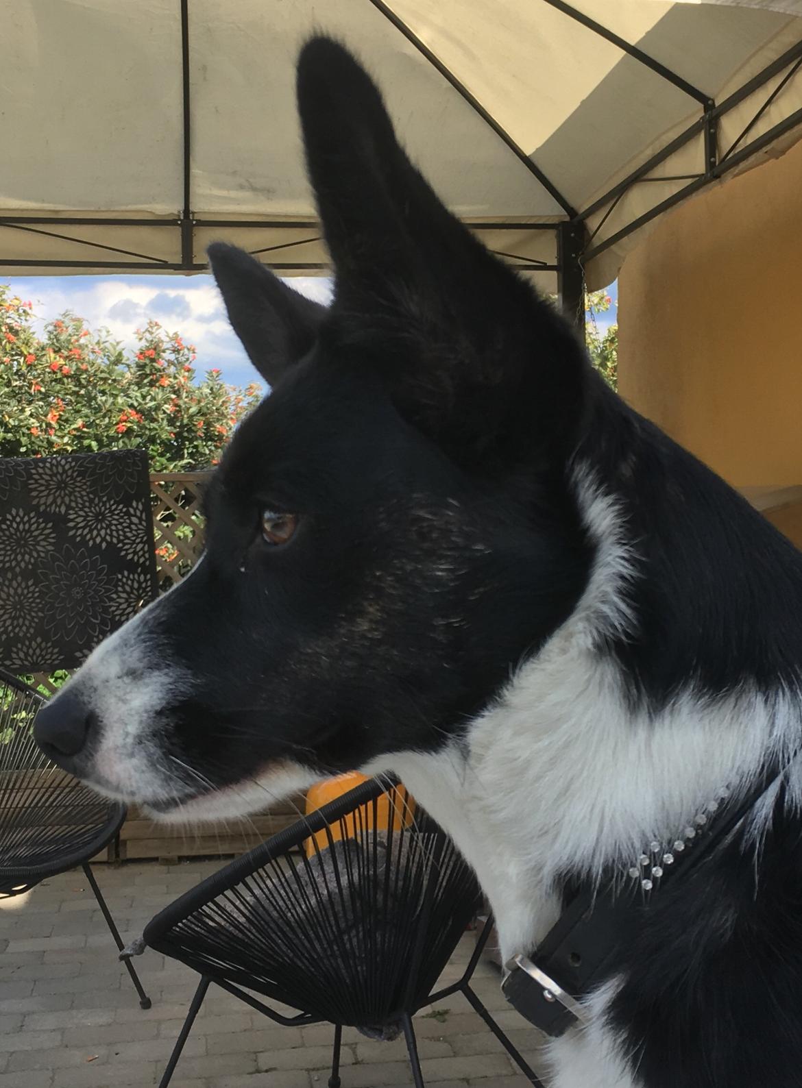 Welsh corgi cardigan Ruthmann's Mynte billede 26