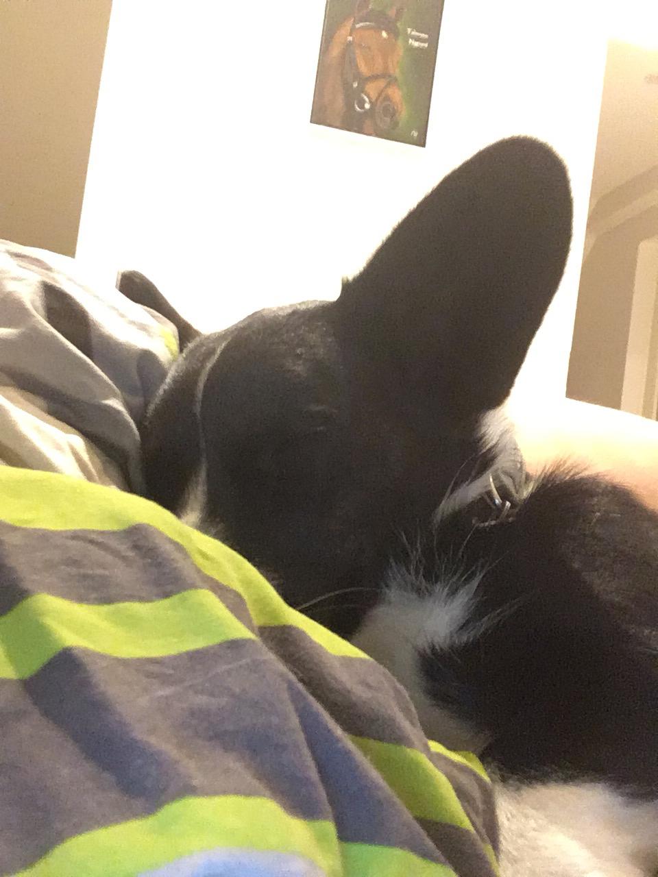 Welsh corgi cardigan Ruthmann's Mynte billede 28