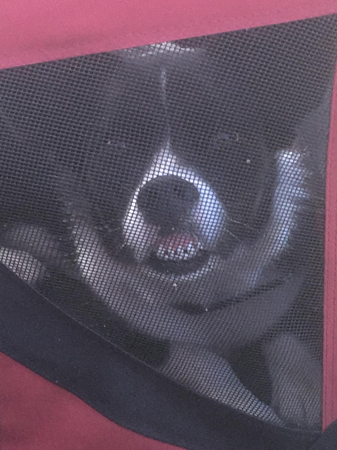 Welsh corgi cardigan Ruthmann's Mynte billede 27