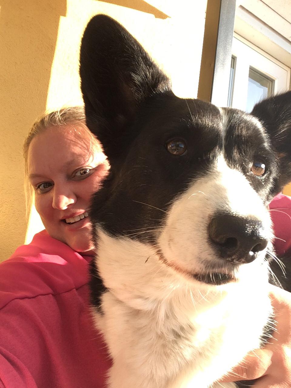 Welsh corgi cardigan Blondie's U 4 Ever  billede 49