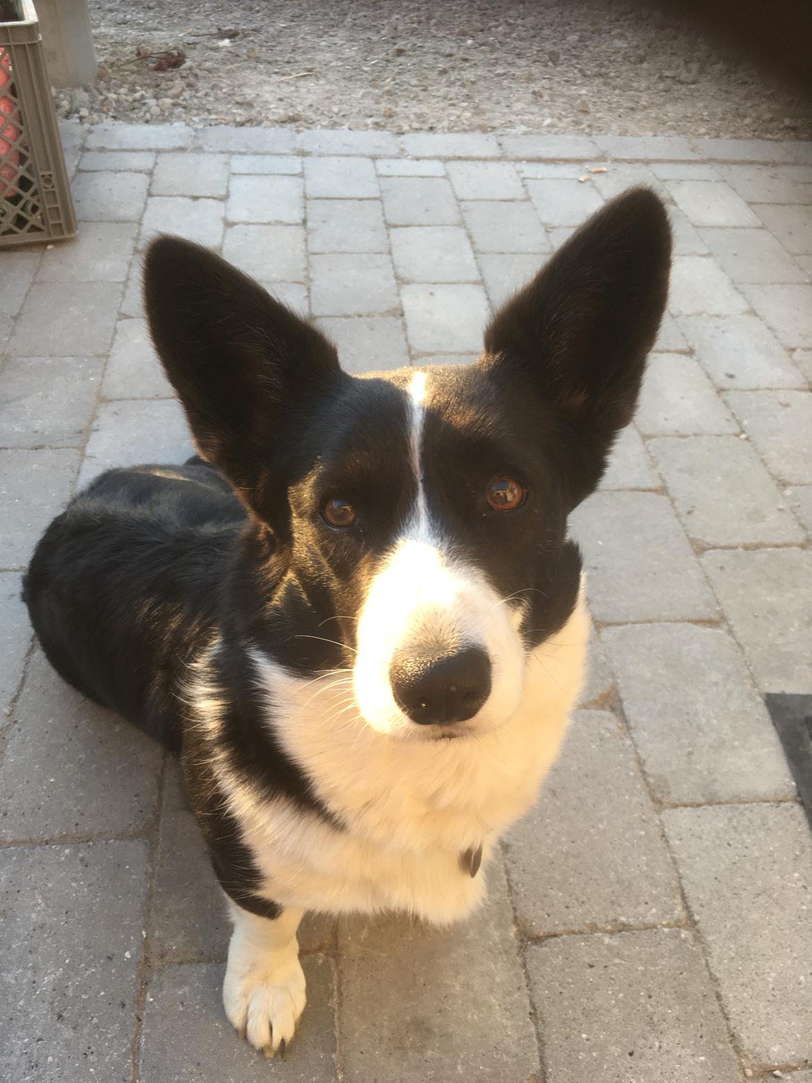 Welsh corgi cardigan Blondie's U 4 Ever  billede 50