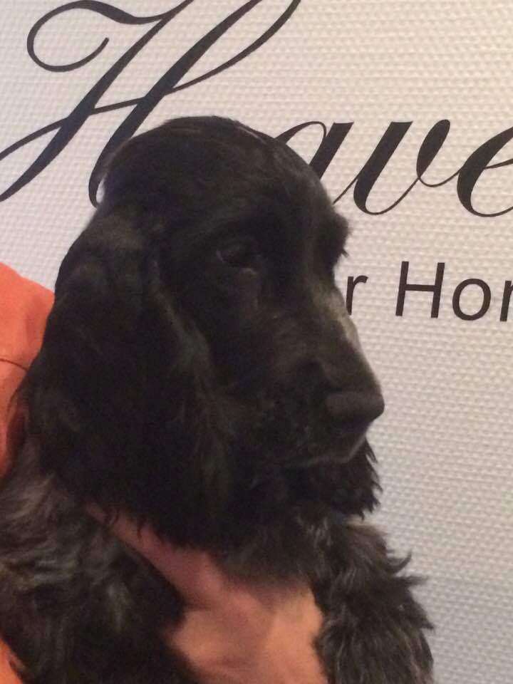 Cocker spaniel Ever billede 12