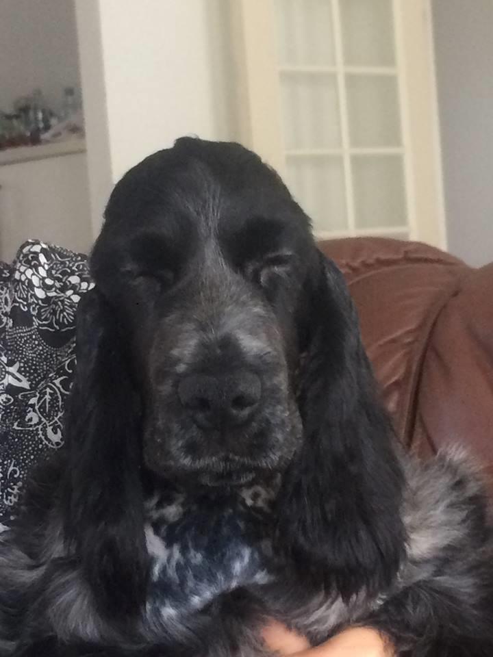 Cocker spaniel Ever billede 13