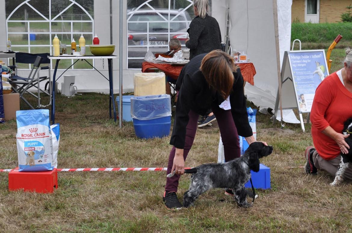 Cocker spaniel Ever - BIS 2 Baby ved et skue billede 14