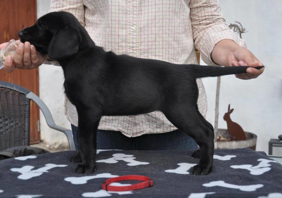 Labrador retriever Tesla (Lab Showtime's Tsunami) billede 2