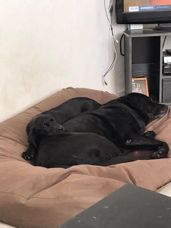 Labrador retriever Tesla (Lab Showtime's Tsunami) billede 7