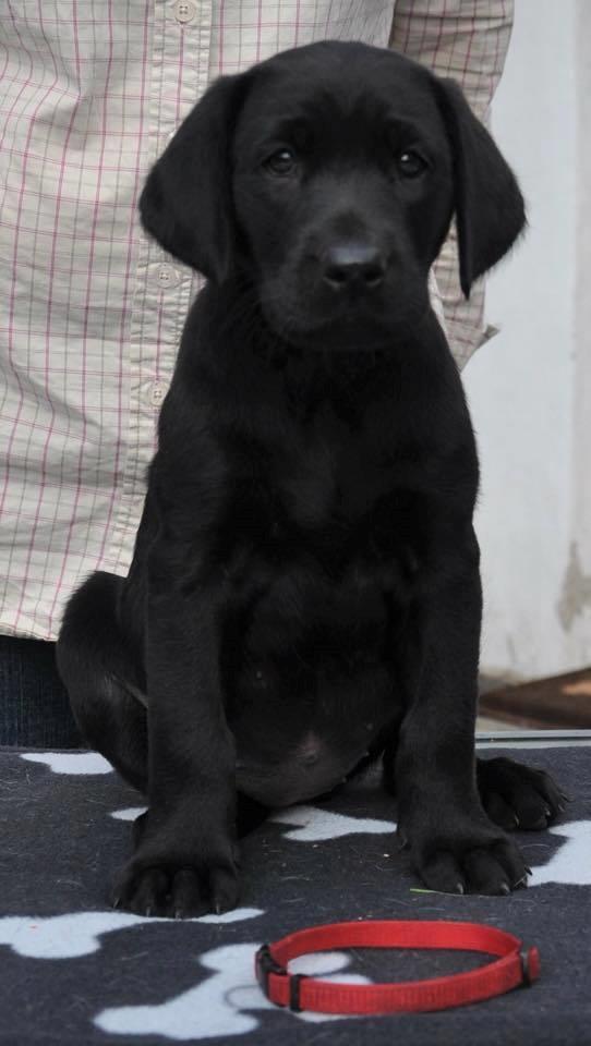 Labrador retriever Tesla (Lab Showtime's Tsunami) billede 3